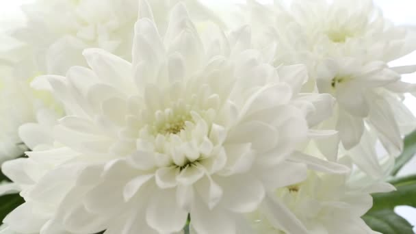 Bellissimo bouquet di crisantemi bianchi su sfondo bianco. Il video è sfocato e fuori fuoco . — Video Stock