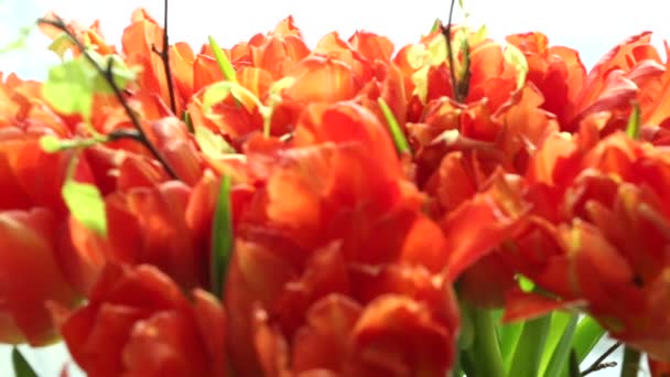 Schöner Strauß orangefarbener Tulpen Video-Unschärfe und Fokus. — Stockvideo