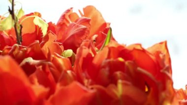 Turuncu Lale dönüm güzel buket.