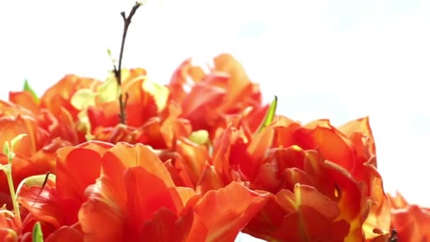 Hermoso ramo de tulipanes anaranjados girando . — Vídeo de stock