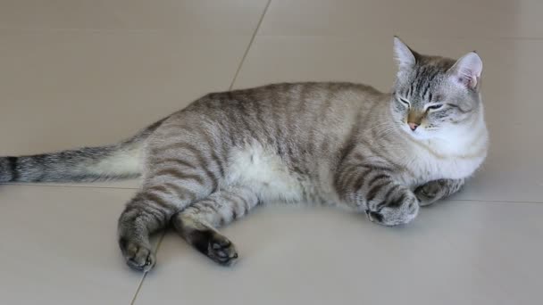 Thai imposingly beautiful cat lying on floor. — Stock Video