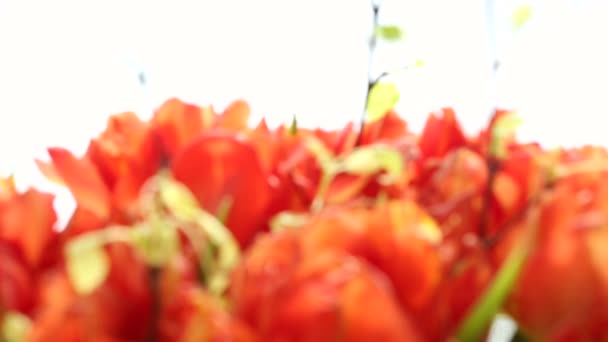 Hermoso ramo de tulipanes naranjas. Desenfoque de vídeo y enfoque . — Vídeos de Stock