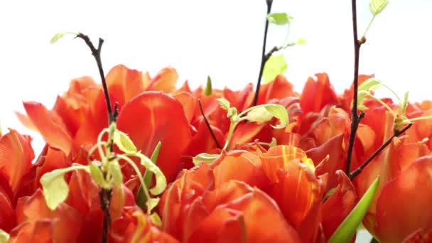 Bellissimo bouquet di tulipani arancioni. Sfocatura e messa a fuoco video . — Video Stock