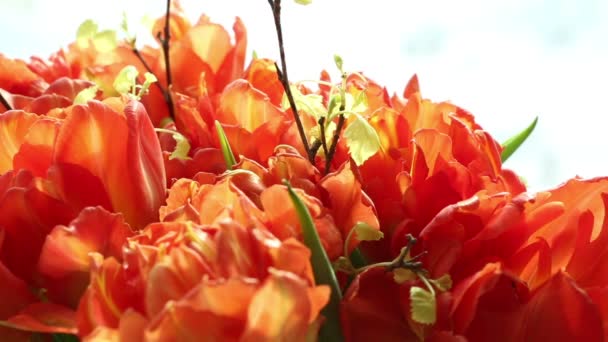 오렌지 튤립의 아름 다운 꽃다발입니다. 비디오 블러 및 초점. — 비디오