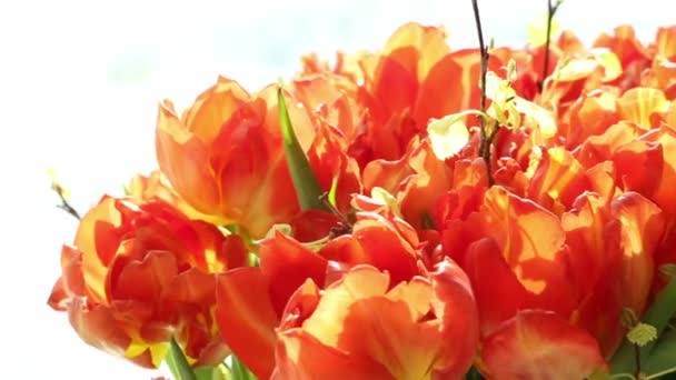 Beautiful bouquet of orange tulips turning. — Stock Video