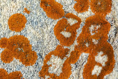 Taş kayanın üzerinde yosun.