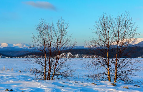 Ensamt träd på den ön Lohmaty. — Stockfoto