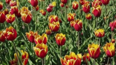 Güzel çiçek yatak ile Kırmızı Sarı laleler.