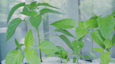 Pencere pervazına üzerinde biber fideleri.