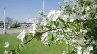 Elma ağacı şehir beyaz çiçekli.