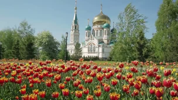 Catedral de Uspensky en Omsk en el fondo de hermosos tulipanes . — Vídeo de stock