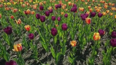 Renkli Lale ile güzel flowerbed.