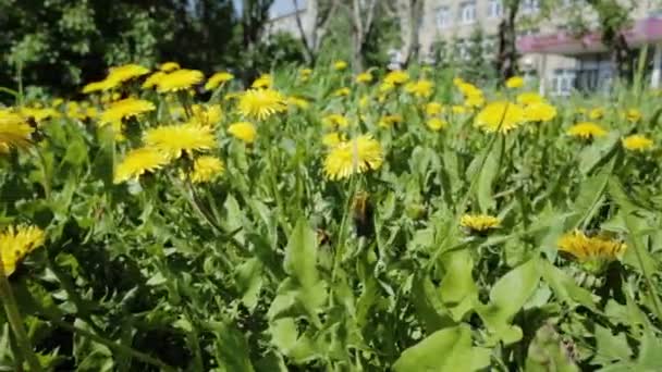 美しい黄色のタンポポの生い茂った. — ストック動画