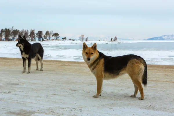 Två vilda hundar på bakgrund av vintern lake Baikal. — Stockfoto