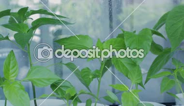 Bitkiler su ile püskürtme. Pencere pervazına üzerinde biber fideleri.