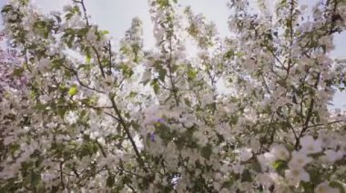 Güneş ışınları beyaz çiçekler ile elma ağaçlarının dalları ile onların yol yapmak..