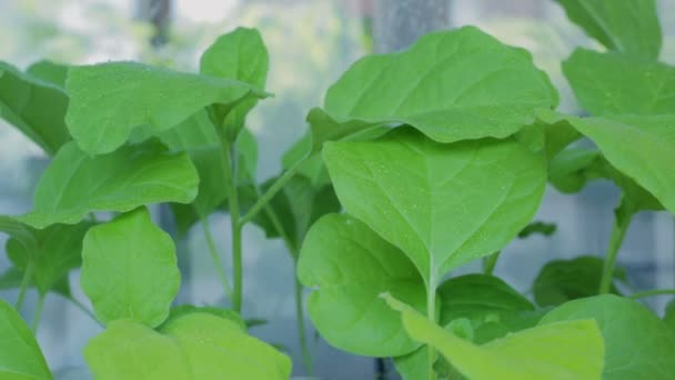 Pulvérisation d'eau sur les plantes. Semis d'aubergines sur le rebord de la fenêtre . — Video