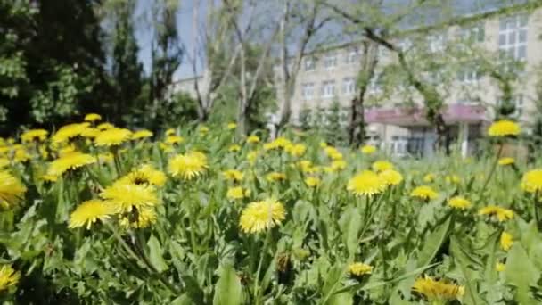 Schön mit gelben Löwenzahn bewachsen. — Stockvideo