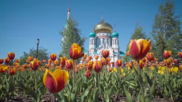 Uspensky Cathedral in Omsk on background of beautiful tulips. — Stock Video