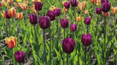 Renkli Lale ile güzel flowerbed.