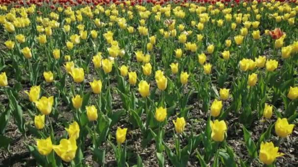 Beau lit de fleurs avec tulipes jaunes . — Video