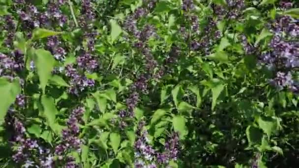 Beautiful lilac bush. — Stock Video