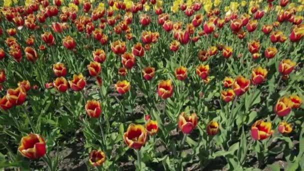 Schönes Blumenbeet mit roten gelben Tulpen. — Stockvideo