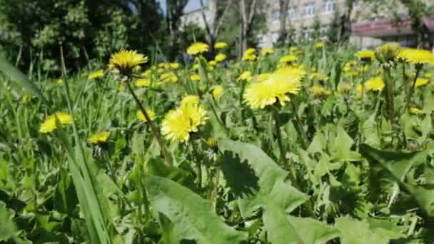 Güzel sarı dandelions ile büyümüş. — Stok video