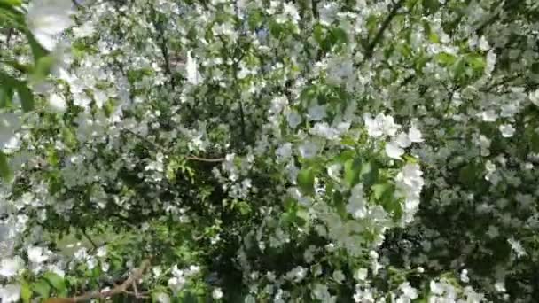 A fehér virágok gyönyörű almafa. — Stock videók