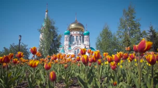 Uspensky Cathedral in Omsk on background of beautiful tulips. — Stock Video