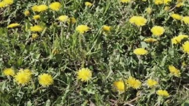 Güzel sarı dandelions ile büyümüş.