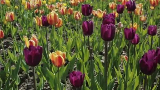 Hermoso macizo de flores con tulipanes coloridos . — Vídeos de Stock