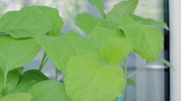 Plantor av aubergine på fönsterbräda. — Stockvideo