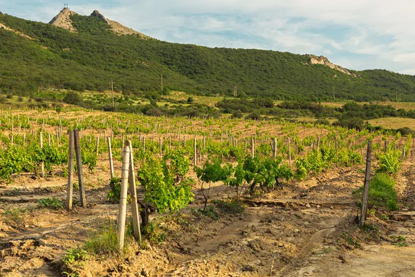 Красивые зеленые виноградники на полях в горах Крыма . — стоковое фото