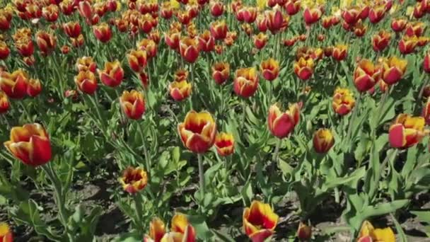 Piękny kwiat łóżko z czerwone żółte tulipany. — Wideo stockowe
