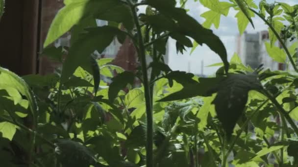 Seedlings of tomato on windowsill. — Stock Video