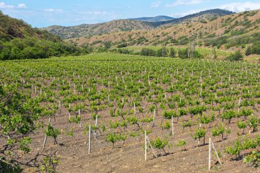 Güzel yeşil üzüm bağları Kırım Dağları alanları.