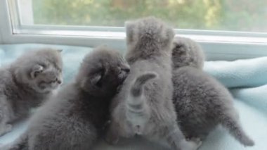 İskoç Fold başlıdırlar tabby yavru kedi doğurmak.