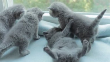 İskoç Fold başlıdırlar tabby yavru kedi doğurmak.