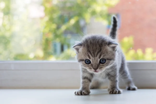 Güzel küçük tabby yavru kedi pencere eşiğinde. İskoç Fold doğurmak. — Stok fotoğraf