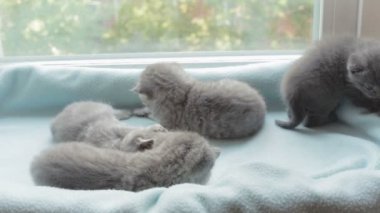 İskoç Fold başlıdırlar tabby yavru kedi doğurmak.