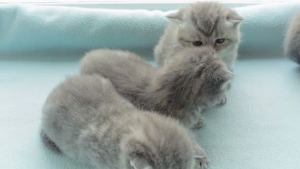 Kaňkovité mourovatá koťátka plemene, Scottish Fold. — Stock video