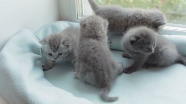 İskoç Fold başlıdırlar tabby yavru kedi doğurmak.