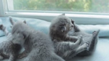 İskoç Fold başlıdırlar tabby yavru kedi doğurmak.