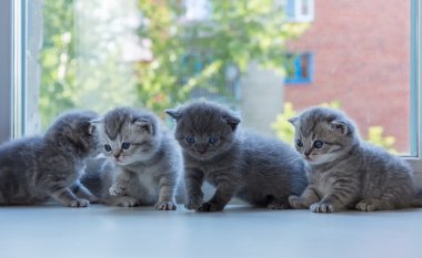 Güzel küçük şeritli yavru pencere pervazına. İskoç Fold doğurmak.