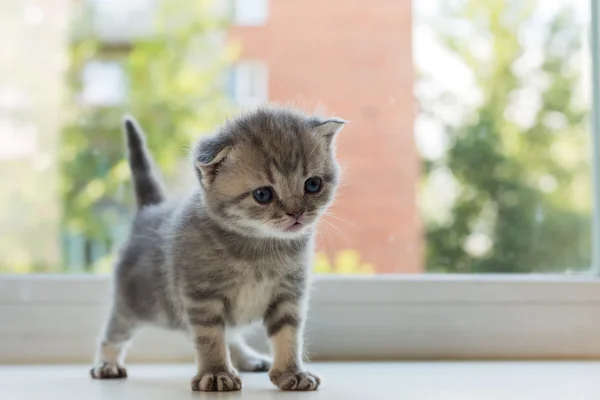 Beau petit chaton tabby sur le rebord de la fenêtre. Écossais Plier race . — Photo