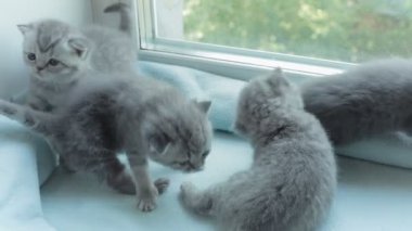 İskoç Fold başlıdırlar tabby yavru kedi doğurmak.