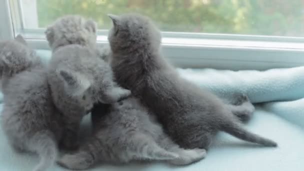 Blotched tabby kittens fokken Scottish Fold. — Stockvideo