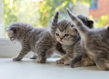 Güzel küçük şeritli yavru pencere pervazına. İskoç Fold doğurmak.