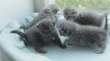 İskoç Fold başlıdırlar tabby yavru kedi doğurmak.